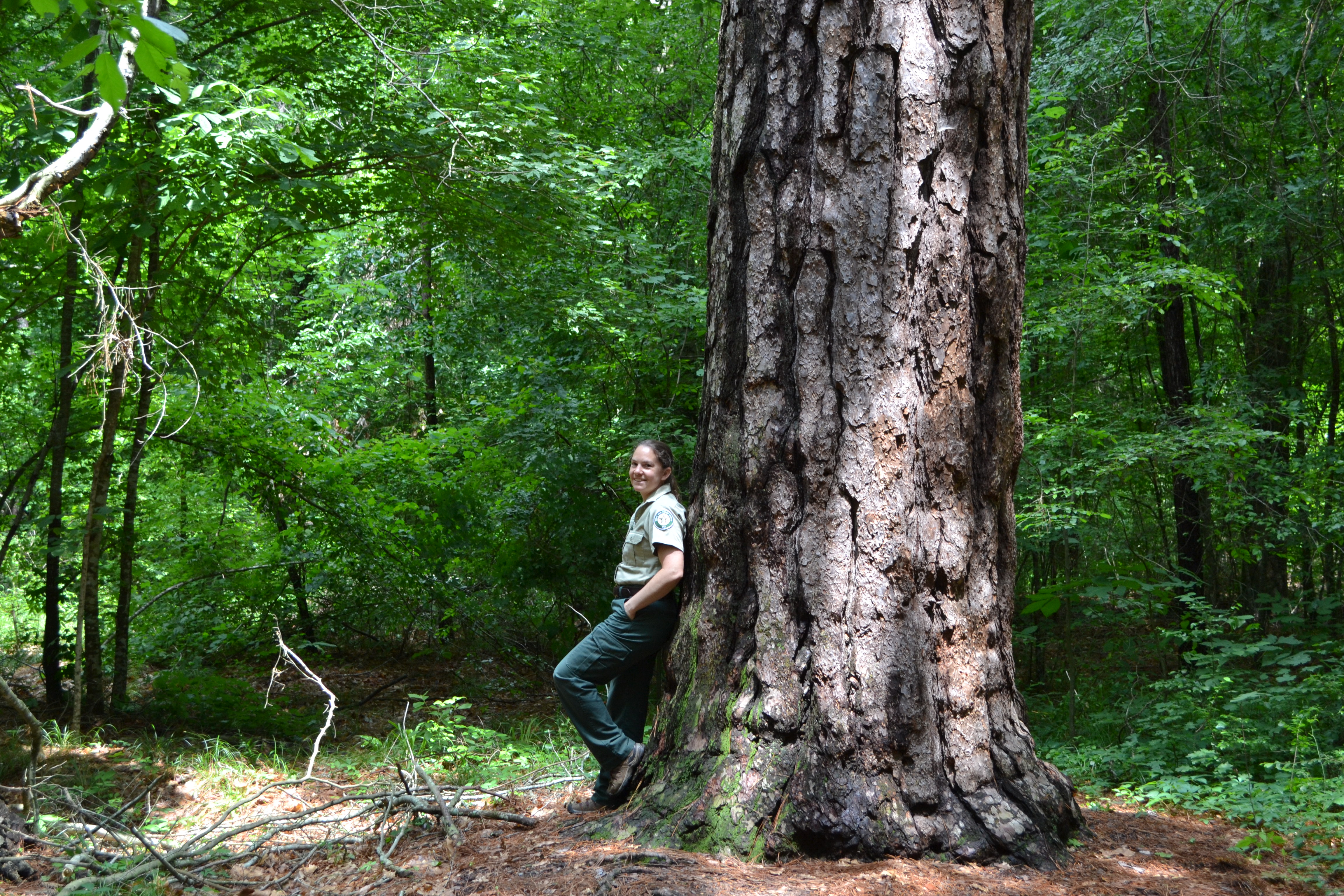 Rusk County Loblolly Pine-Recent